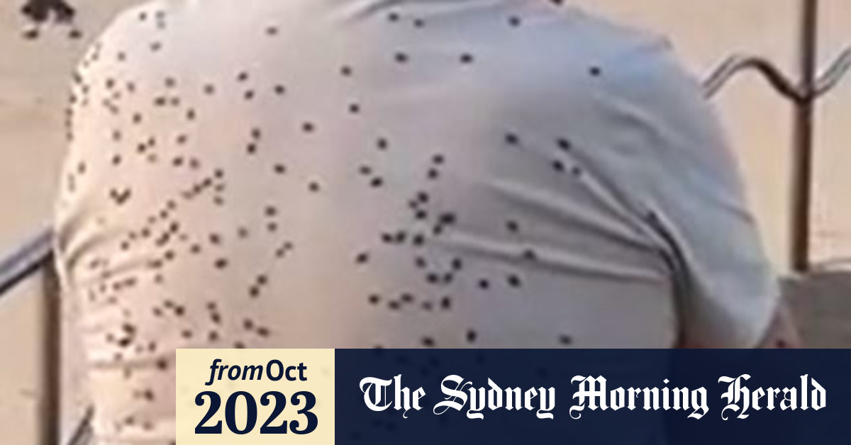 Why are there so many flies in Sydney right now?